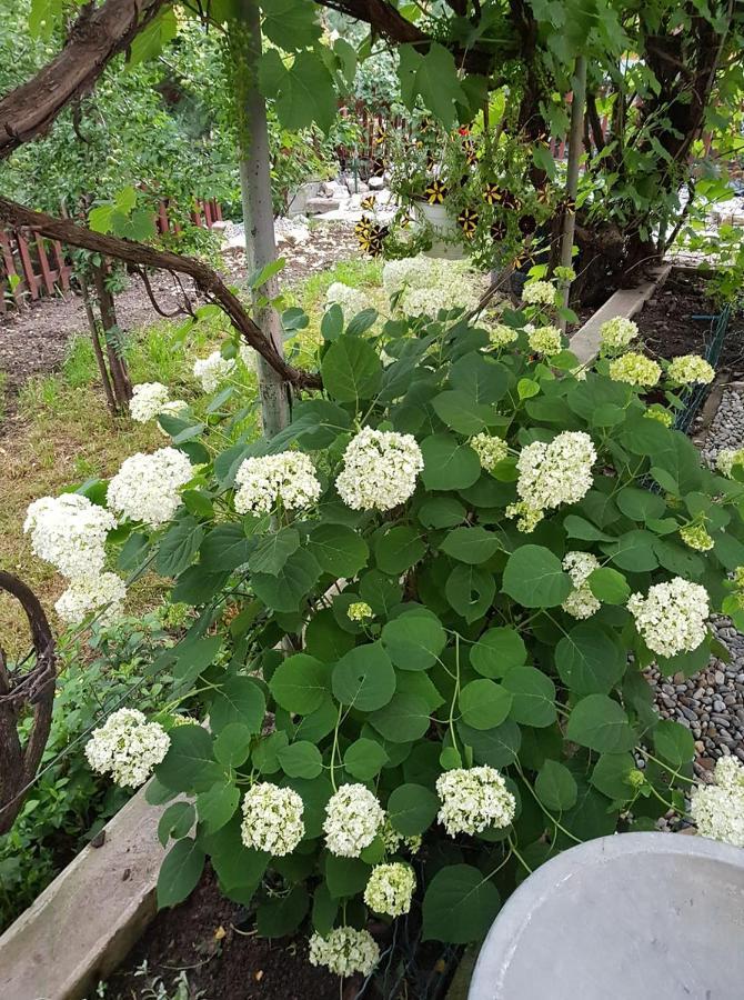 Rozsa Apartman Odorheiu Secuiesc Buitenkant foto